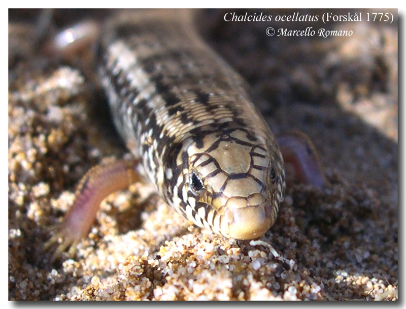 Chalcides ocellatus fresco di giornata